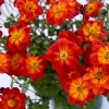 Bidens 'Blazing Ring of Fire™' – uczep